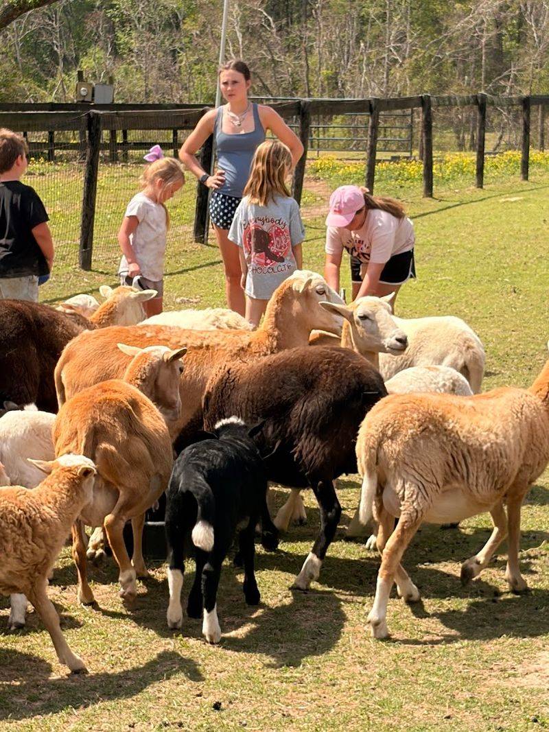 Goat Yoga's Playful Presence