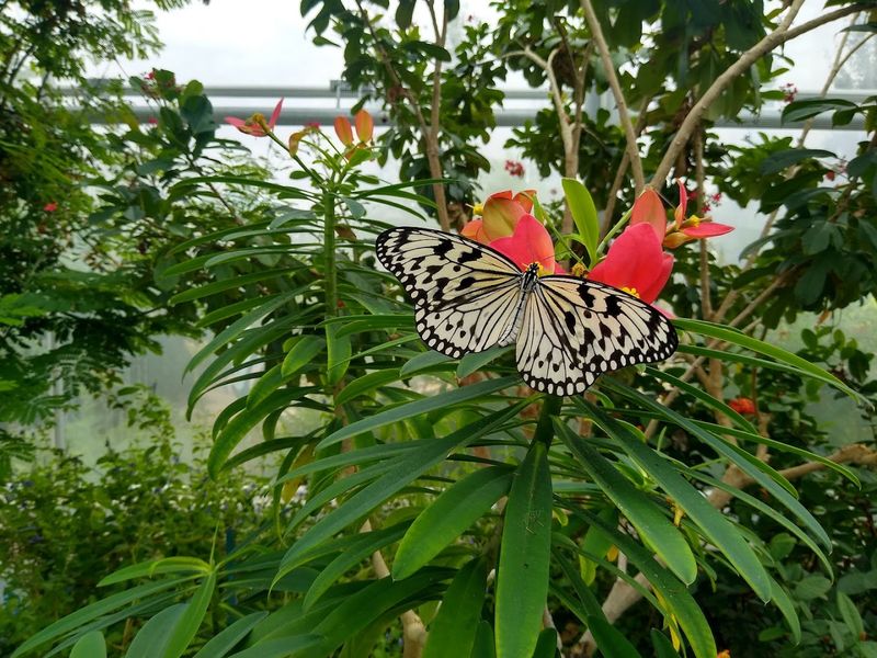 Inside the Butterfly Pavilion