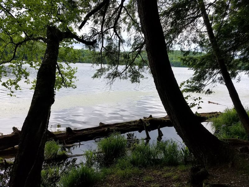 Wildlife Encounters Around The Lake