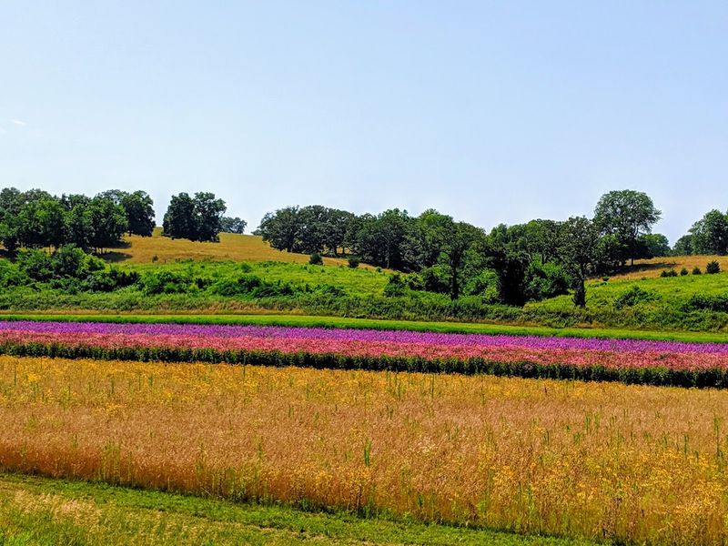 Wildlife and Nature Along the North River