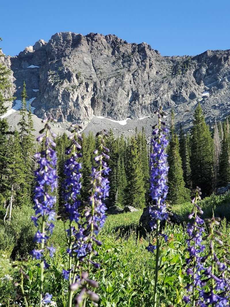 The Wildflower Show Along the Trail That Stops Hikers Mid-Step