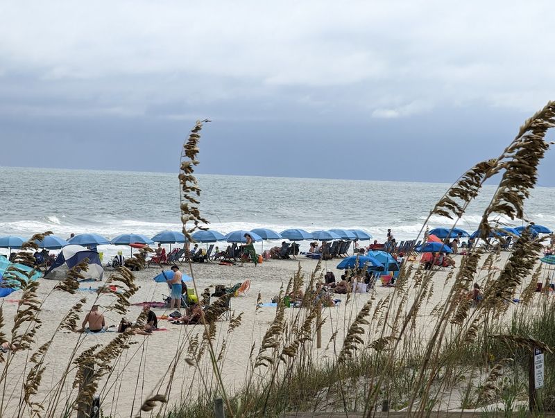 Carolina Beach State Park And The Carnivorous Curiosity