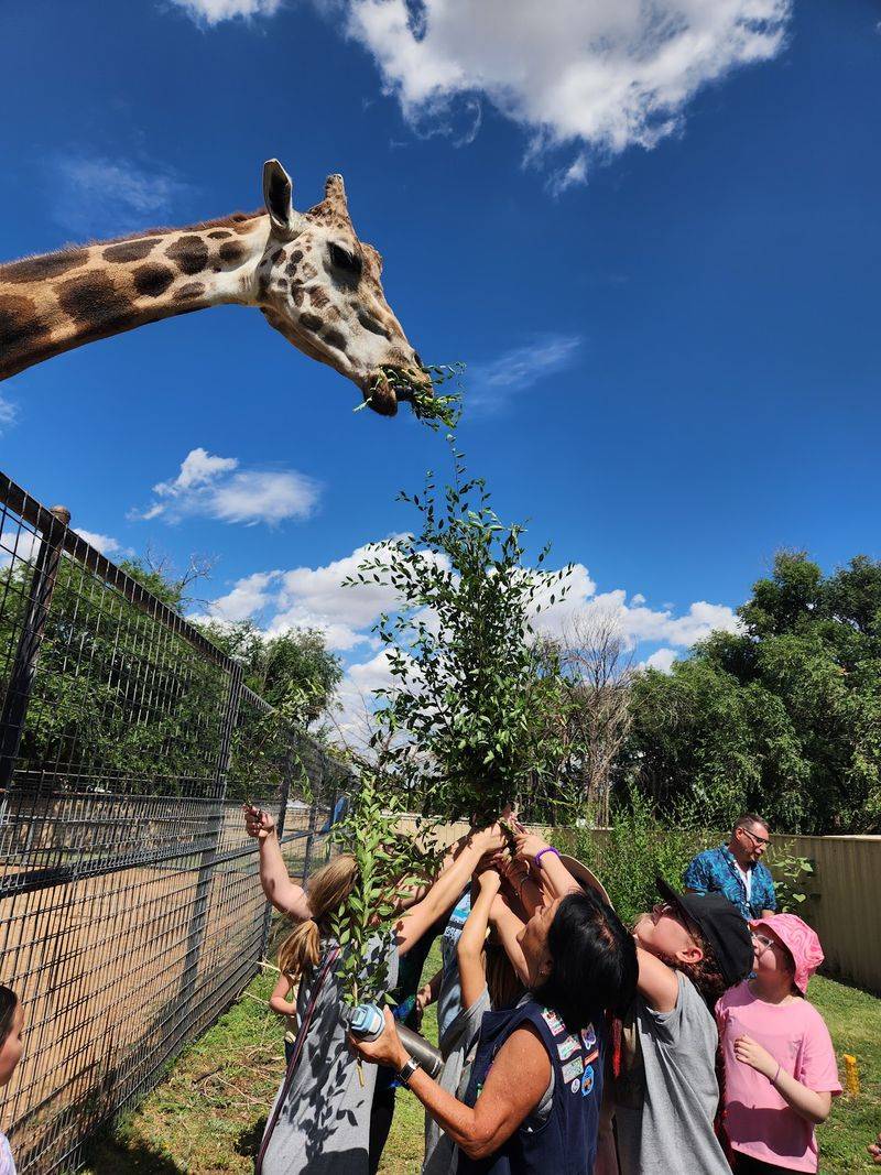 A Giraffe Feeding Worth The Trip