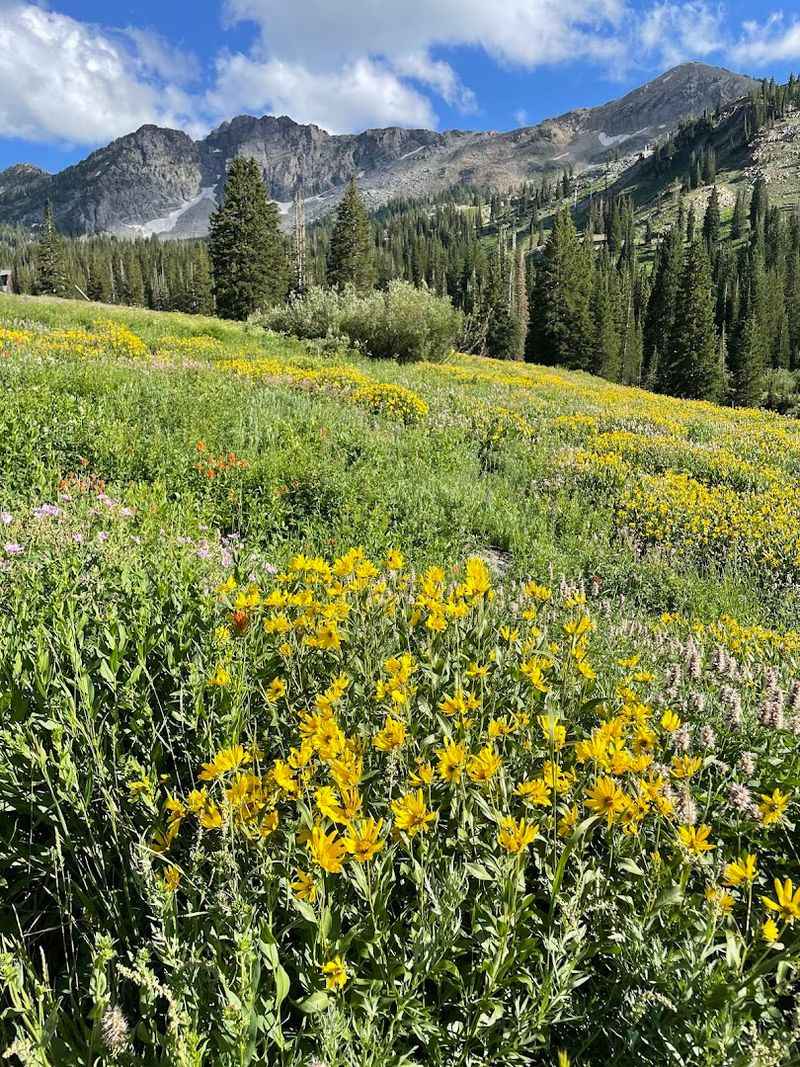 Wildflowers Everywhere: Utah's Summer Color Show