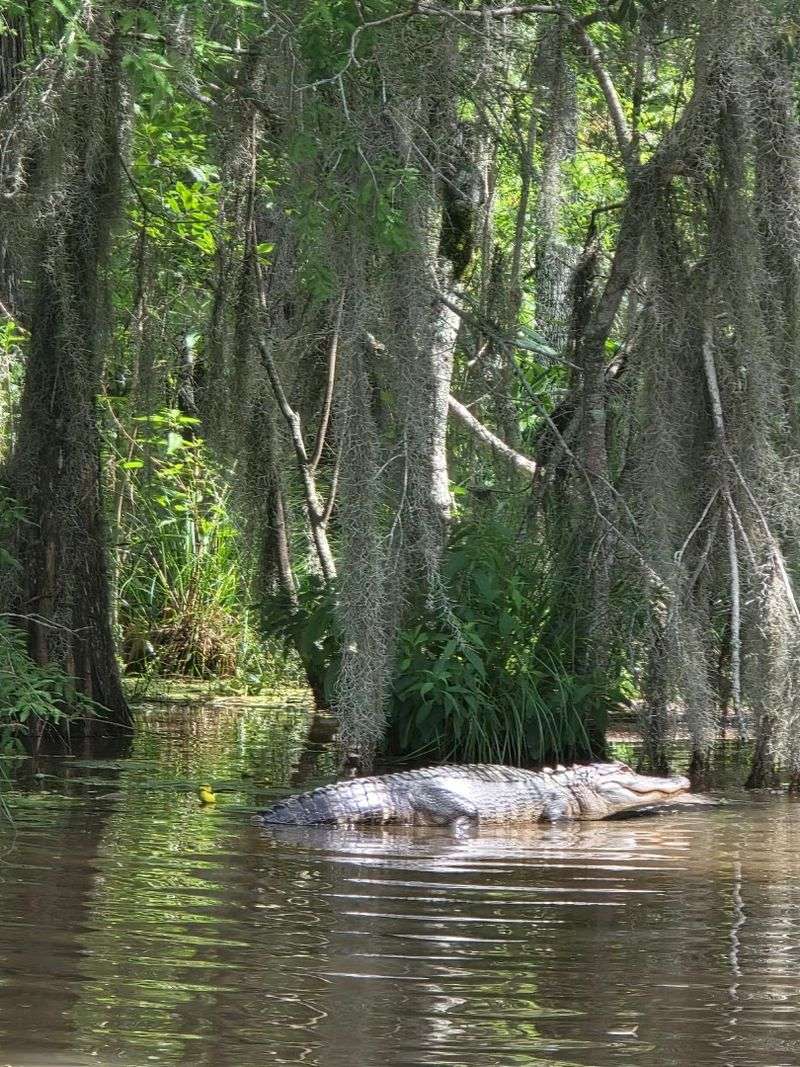 Legend Of The Honey Island Monster