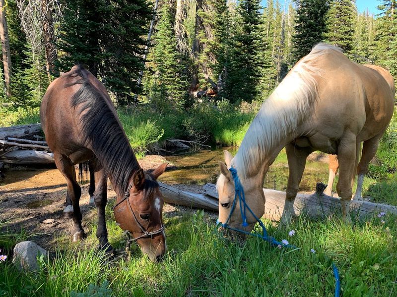 Horseback Riding Through Mountain Terrain