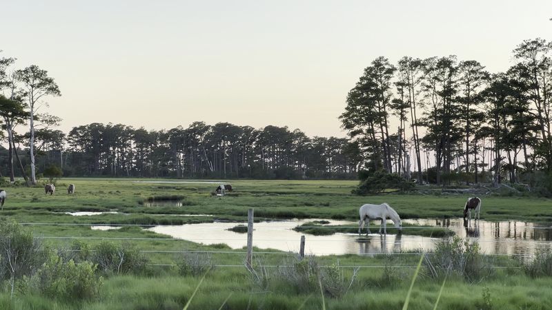 Chincoteague National Wildlife Refuge