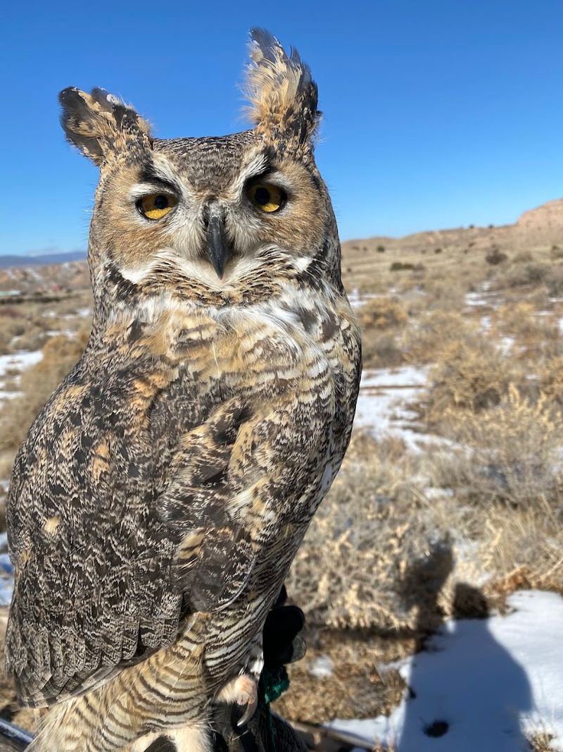 Animal Encounters Turn A Quiet Visit Into An Adventure