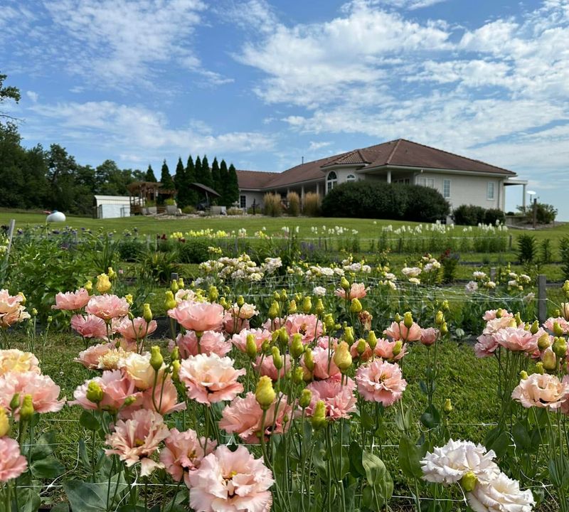 Iowa Flower Farm, Maxwell