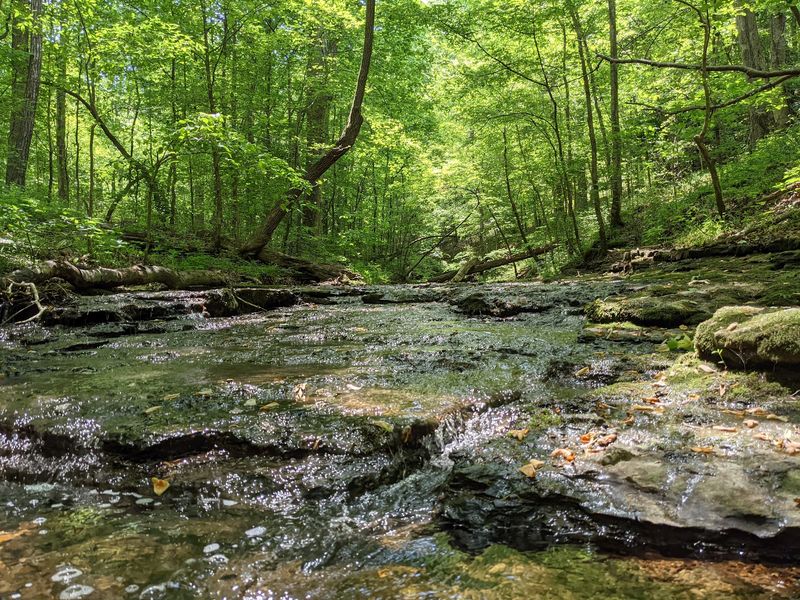Western Highland Rim Hides Plenty Beneath The Leaves