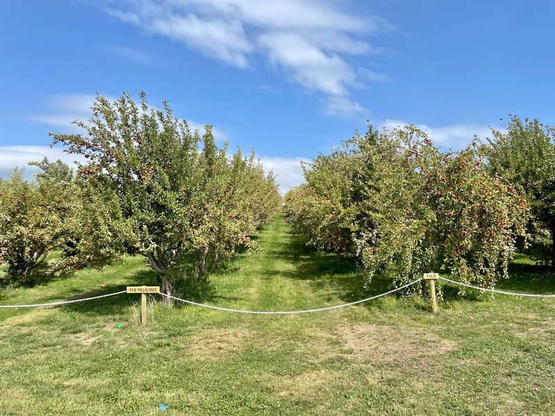 Ditmars Orchard & Vineyard, Council Bluffs