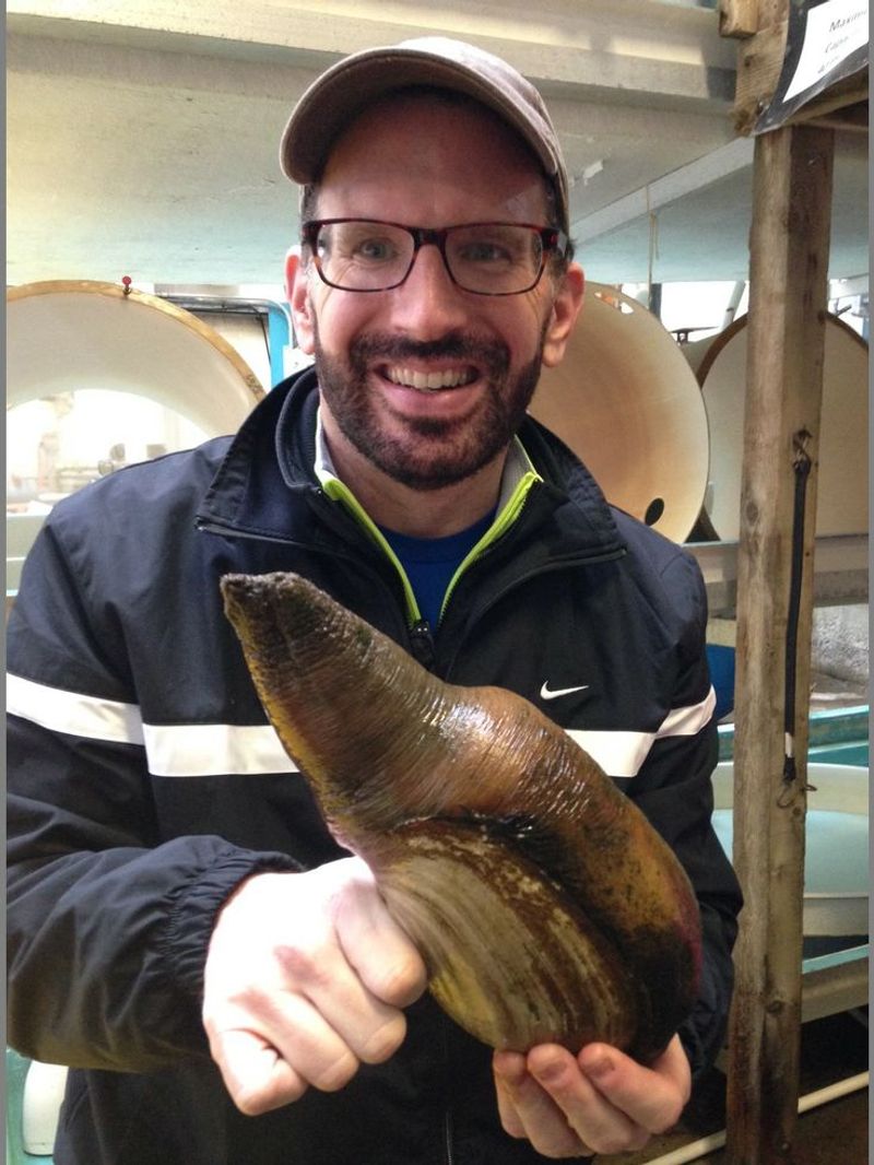 Geoduck