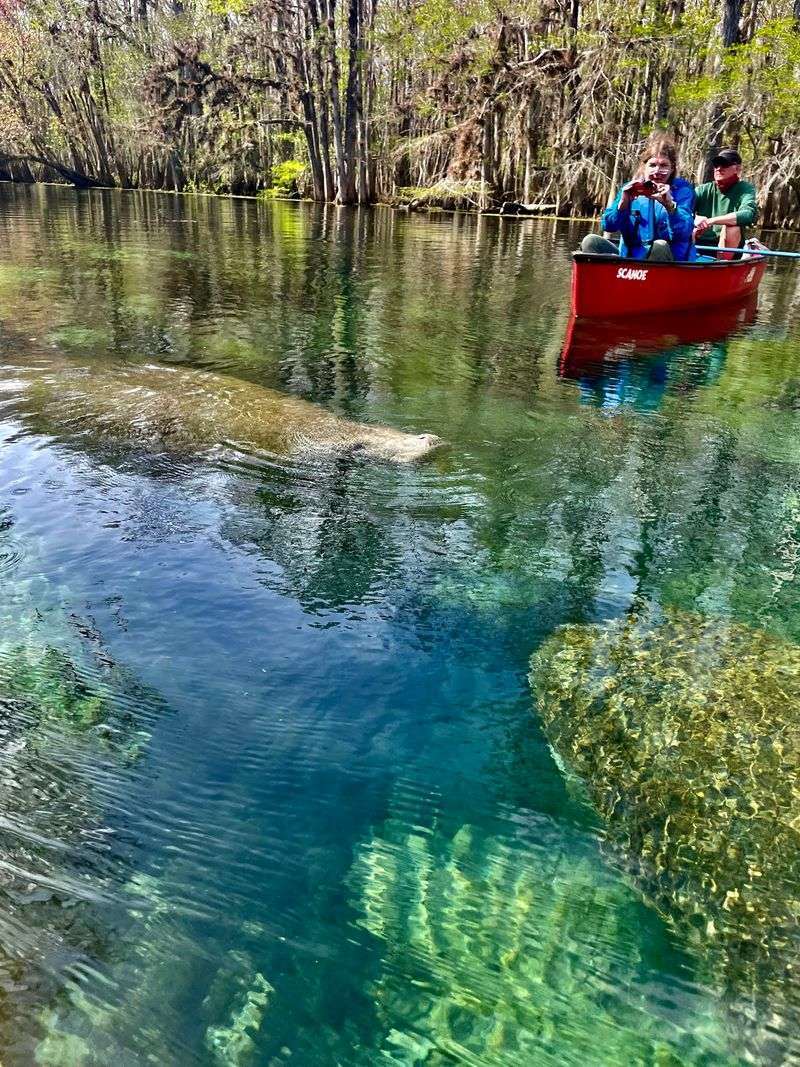 Manatee Springs State Park, Chiefland