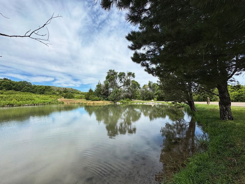 Why Late Summer Brings Blue-Green Algae Warnings
