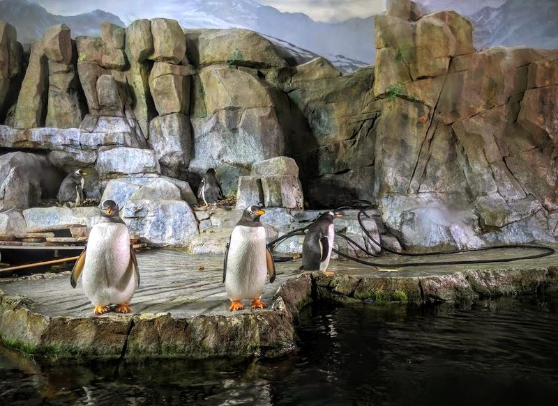 Penguins, Seahorses, And Stingrays Keep The Pace Moving