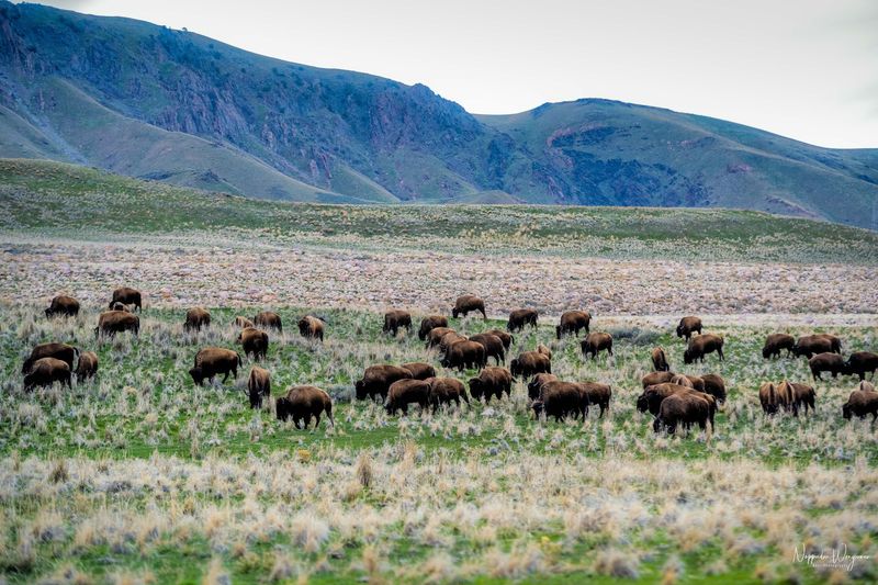 Grasslands That Move Like A Slow Green Sea