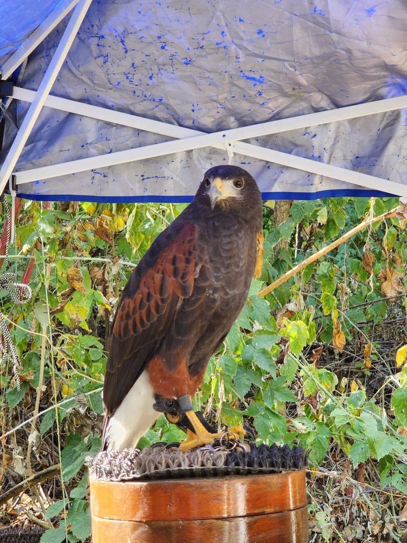 Raptors Are The Stars Of The Show