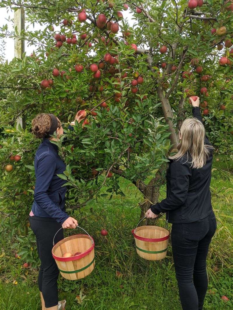 Gravert's Apple Basket Orchard, Sabula