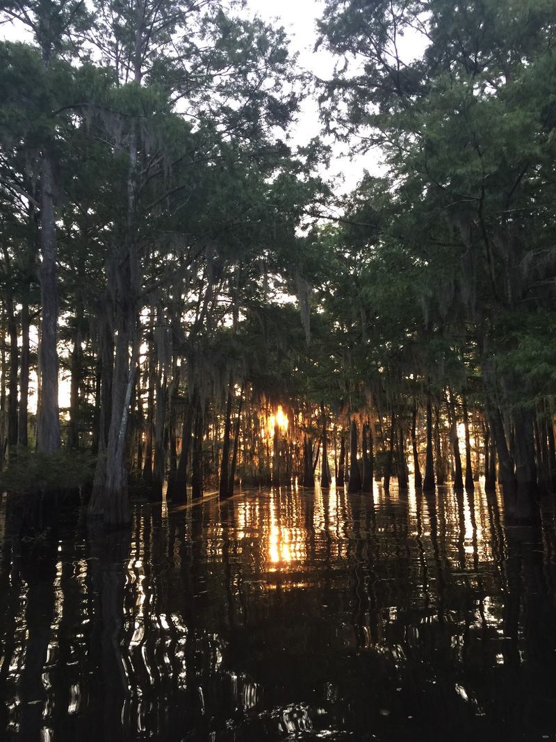 Pause For The Cypress Forest
