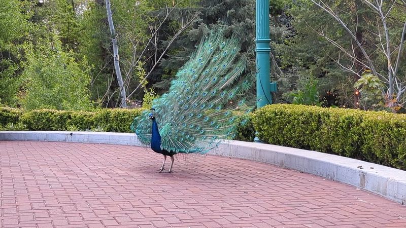Peacocks, Gardens, And A Walk Before Dinner