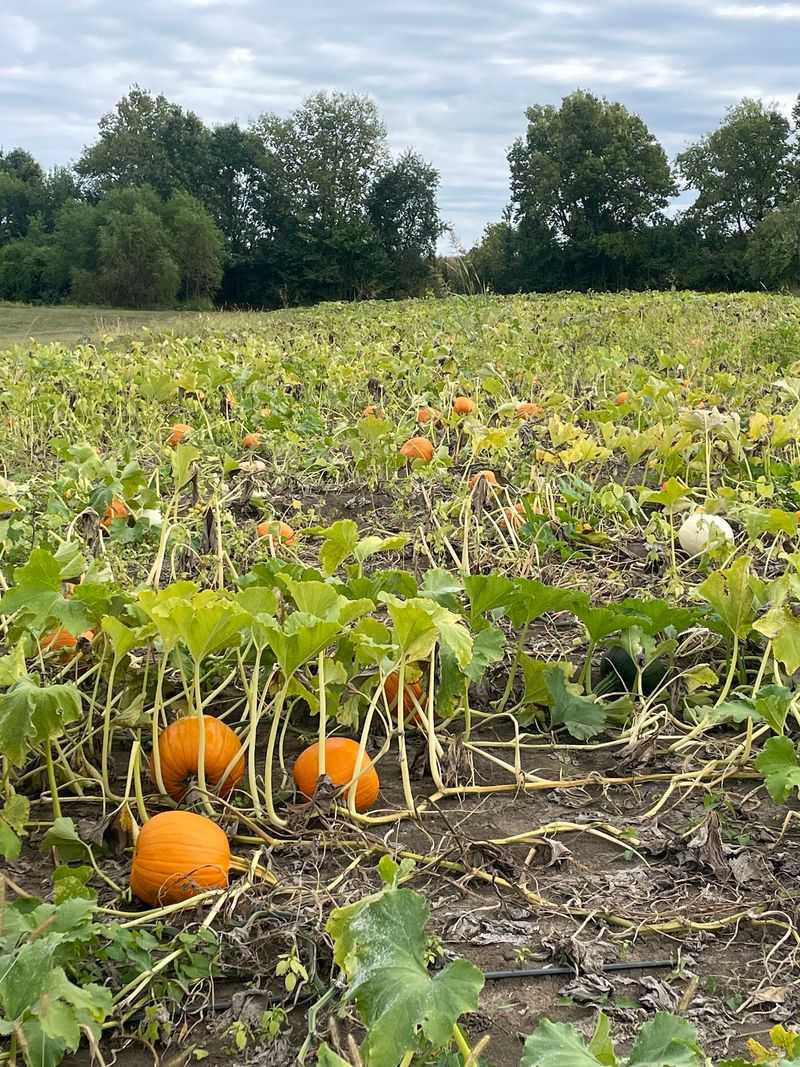 Pumpkin Patch Season Brings A Second Wave
