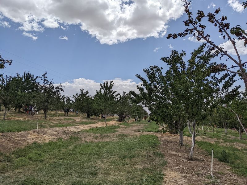 The Barn Gives The Orchard Its Character