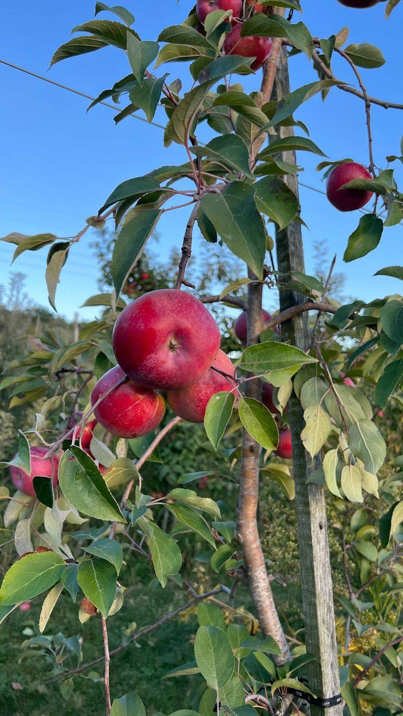 Wilson's Orchard & Farm, Iowa City