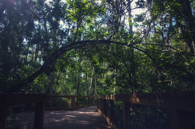 Arthur R. Marshall Loxahatchee National Wildlife Refuge - Cypress Swamp Boardwalk