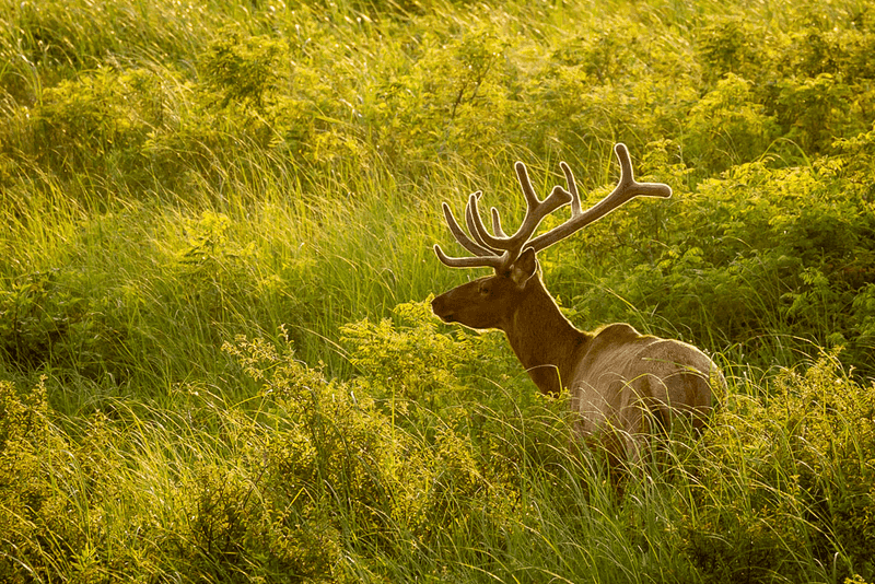 Elk Share The Grass Too