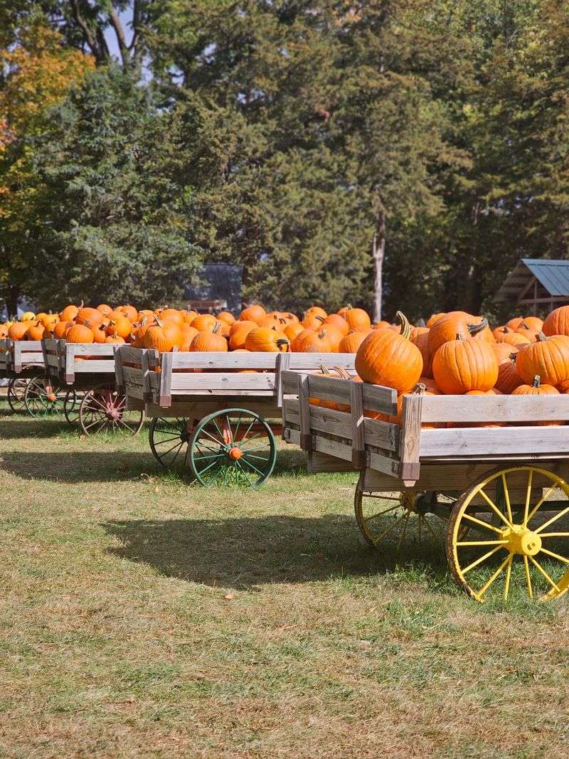 Howell's Greenhouse and Pumpkin Patch, Cumming