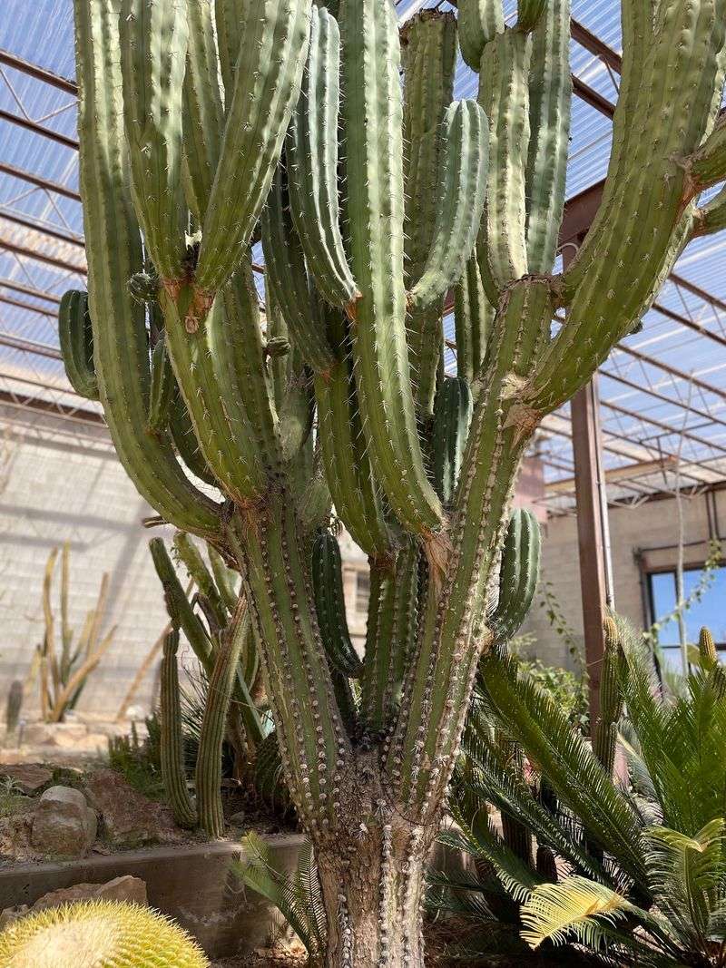 Living Desert Zoo and Gardens State Park, Carlsbad
