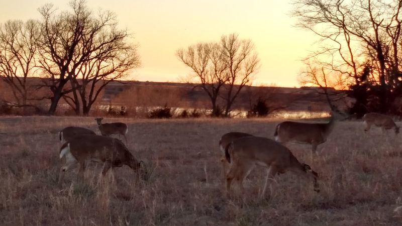 Wildlife Shows Up Without An Invitation