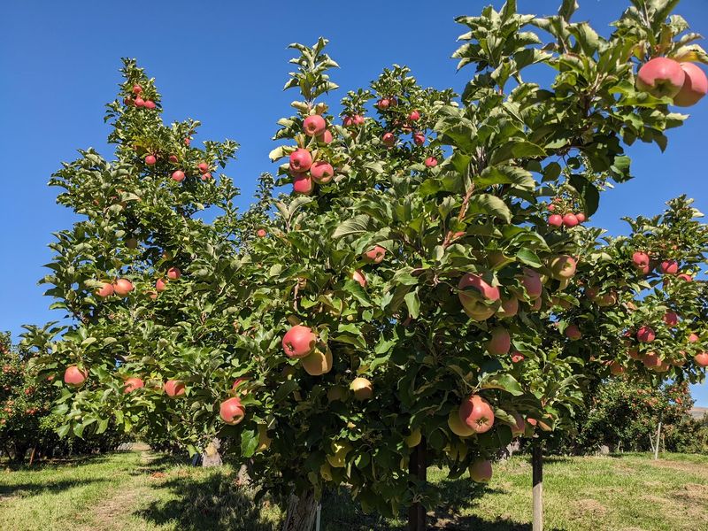 Wenatchee Valley Apples