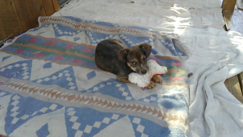 Puppies Get A Fresh Start Before Finding New Homes