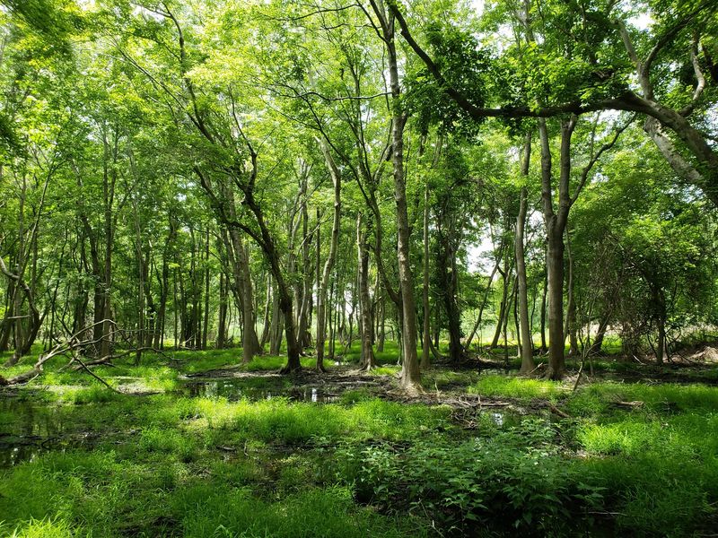Carolina Beach State Park’s Flytrap Trail