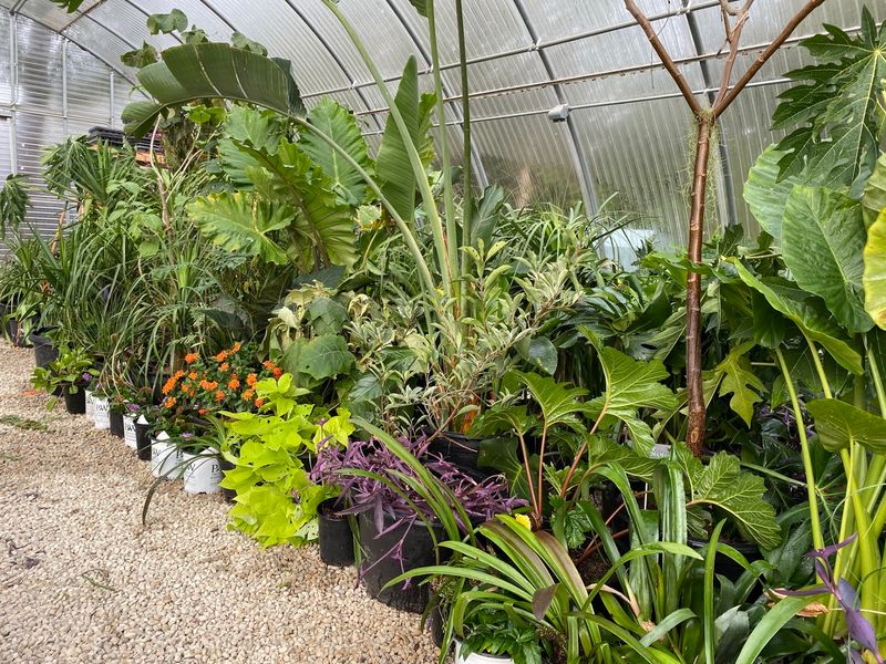 Fruit Trees And Edibles Priced For Regular Gardeners