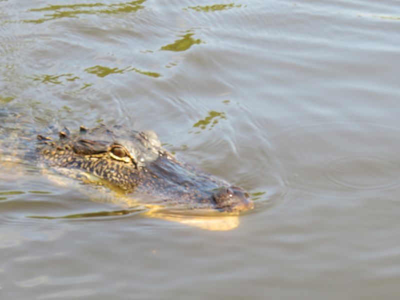 Book A Guided Swamp Tour