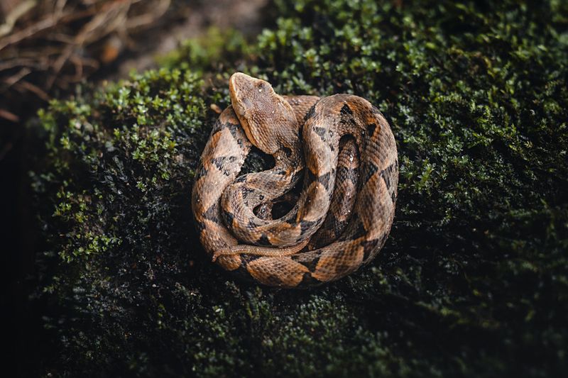 Copperheads Do Live In The Flint Hills