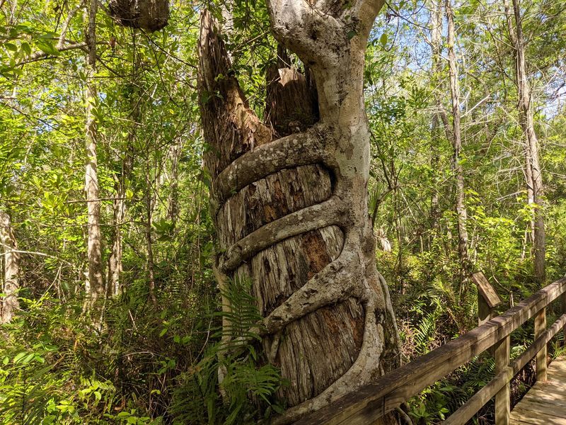 Big Cypress Bend Boardwalk at Fakahatchee Strand Preserve State Park