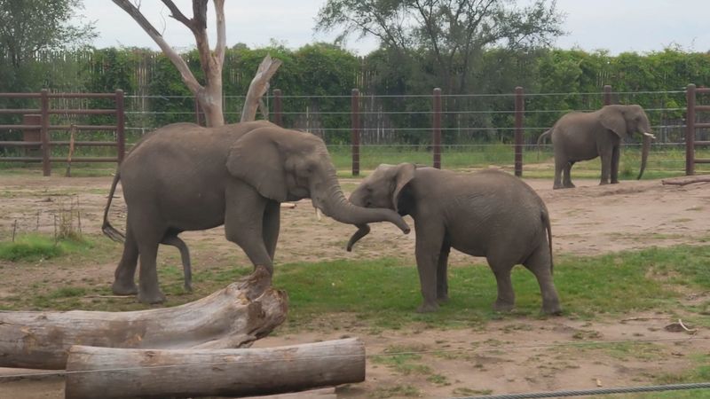 Sedgwick County Zoo, Wichita
