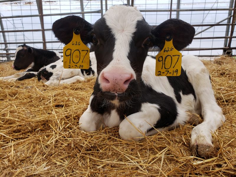 Calves Live Right Outside The Door