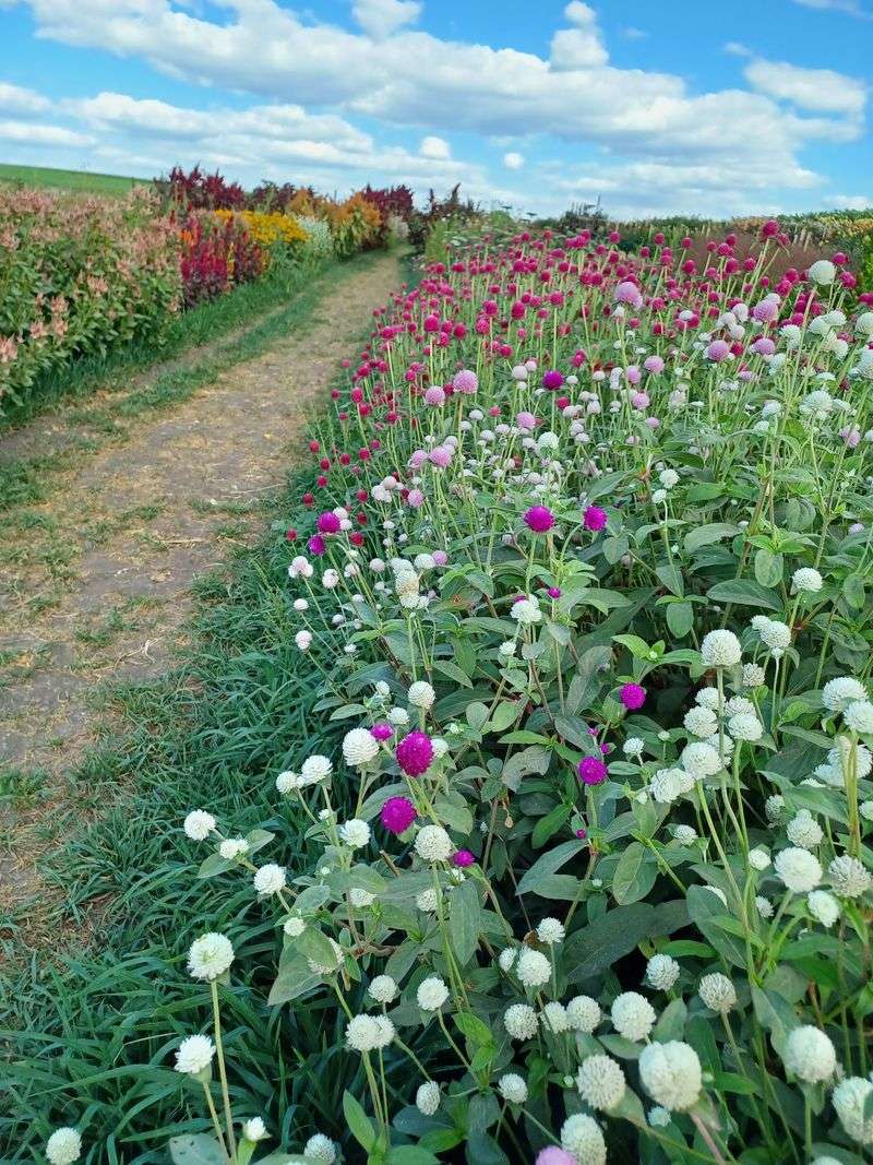 The Cutting Garden And Its Wilder Colors