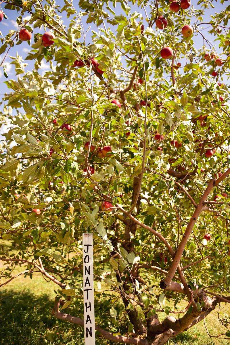 Small's Fruit Farm, Mondamin
