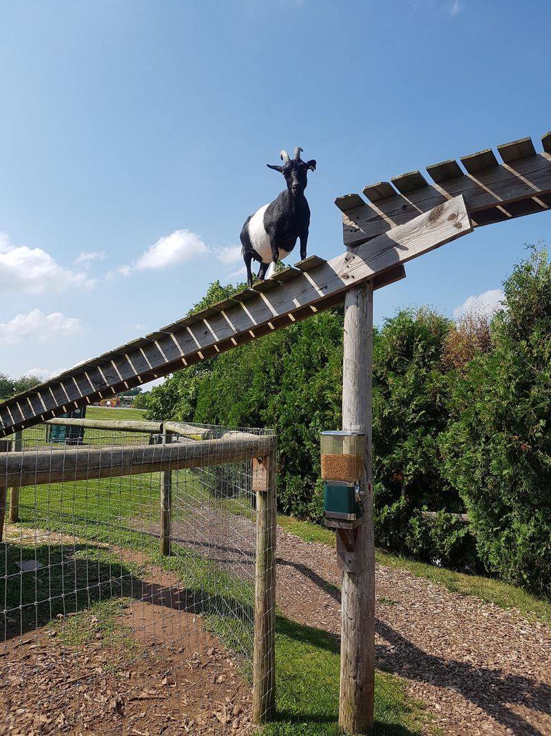 Goats, Chickens, and a Petting Corner