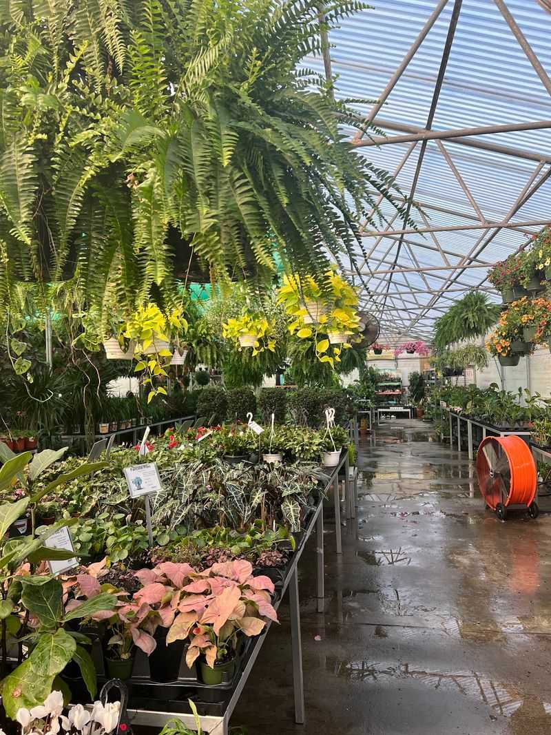 Explore The Houseplant Area With A Plan