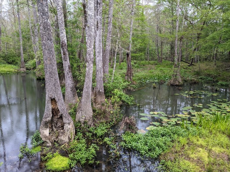 Watch For Wildlife Across Different Habitats