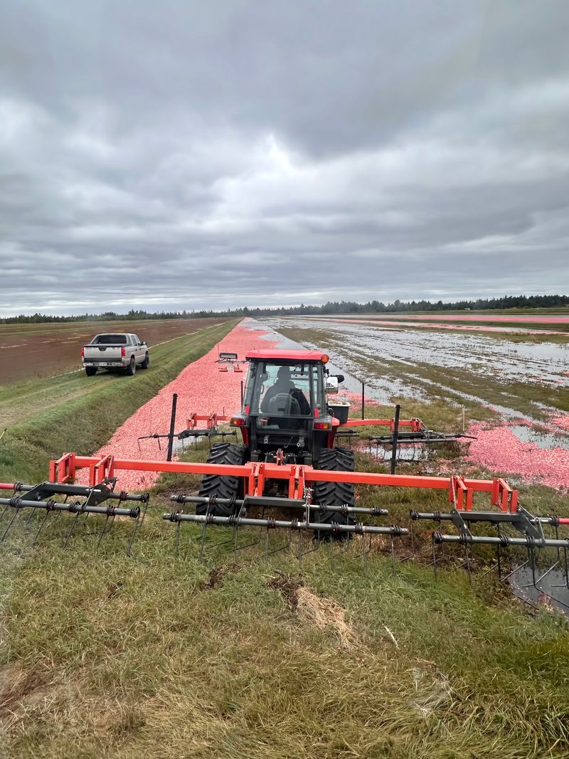 Cranberry Marsh Tours Show You How The Harvest Works
