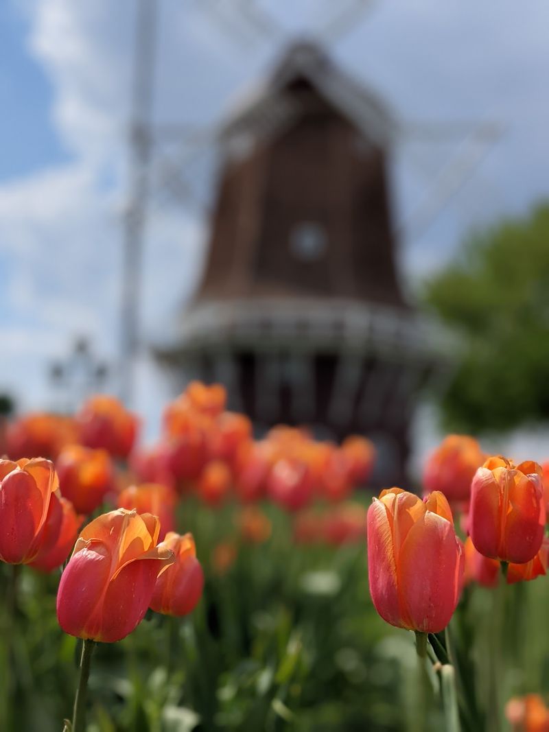 The Tulip Festival That Paints The Town