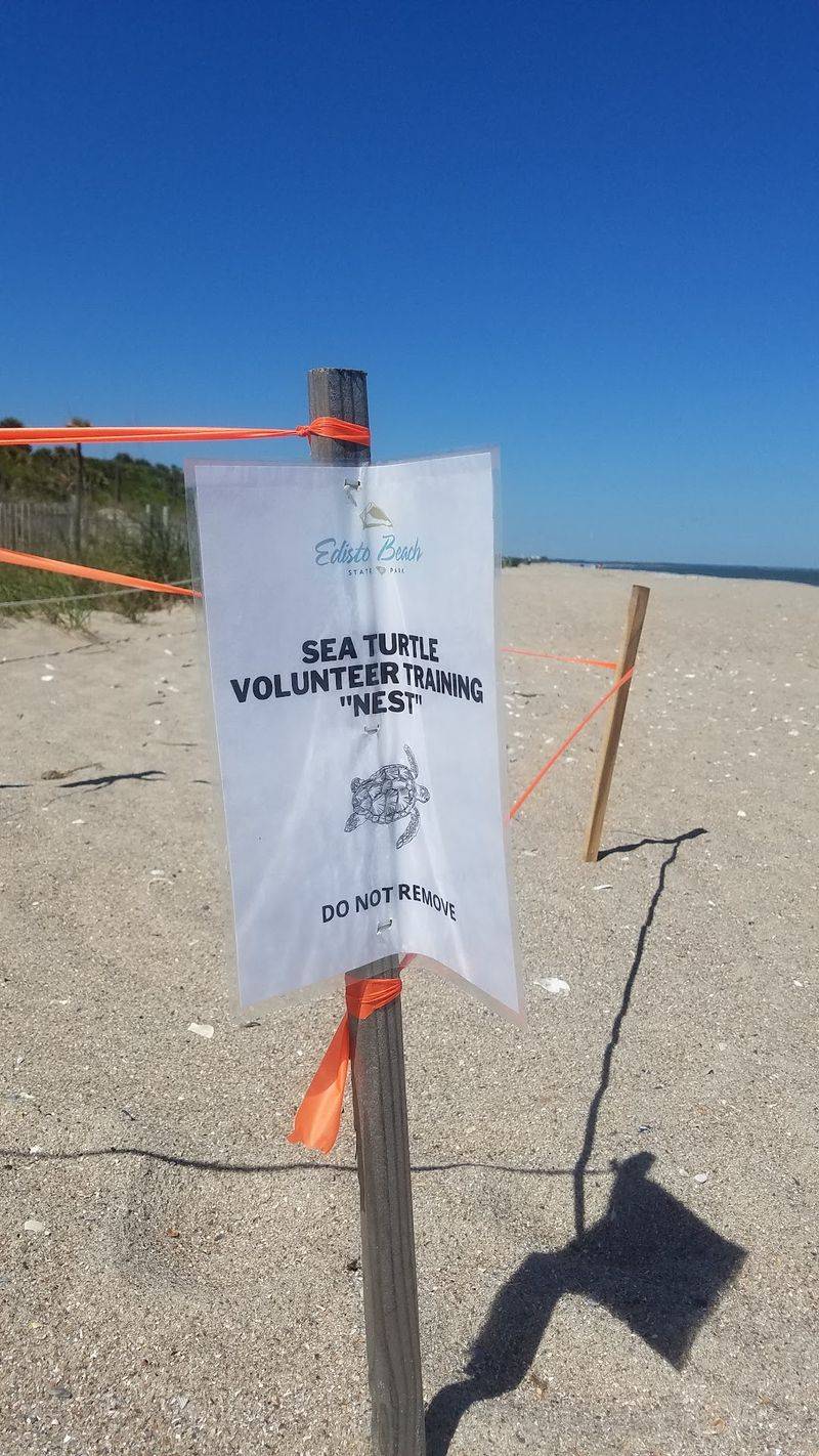Sea Turtle Season Brings Extra Rules From May Through October