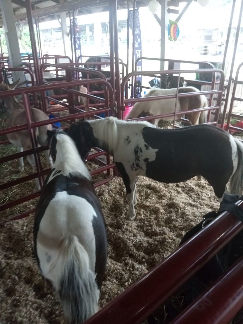 4-H Exhibits And Livestock Keep The Fair Connected To Its Roots